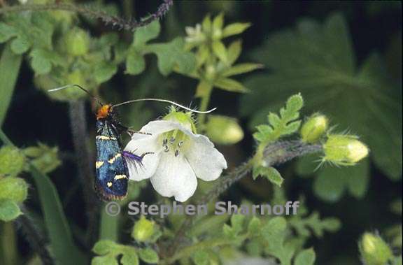 nemophila heterophylla 3 graphic